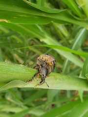 namoro exótico, insetos, verde, natureza, vida animal