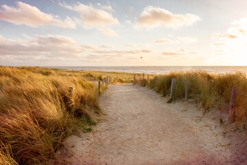 The dunes with beach grass on the North Sea coast in the province of North Holland in the Netherlands