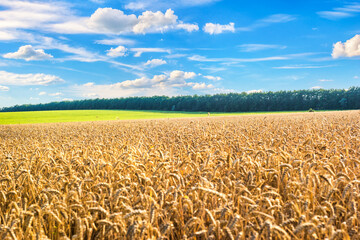 Clouds over wheat field