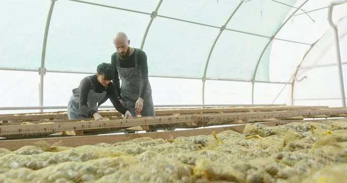 Bearded man entering hothouse and helping woman to check bags with snails during work on farm
