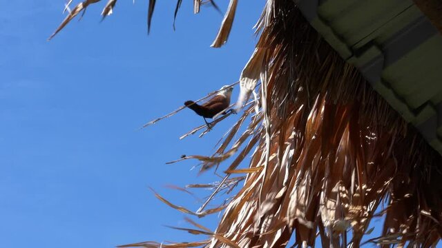 A small unusual bird White-headed munia sits on the roof of a tropical cafe.