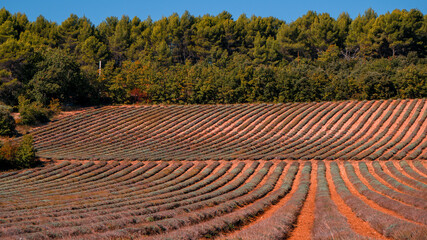 mowed lavender Lioux - France