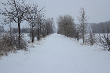 Fototapeta premium snow white winter landscape under grey sky with several trees