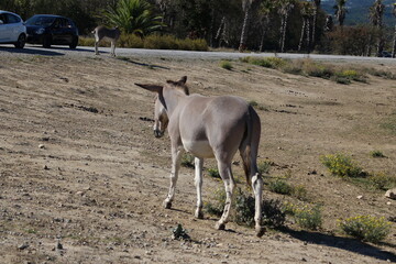 âne de somalie au zoo