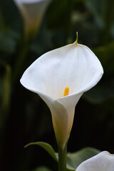 Blooming white Calla Lily