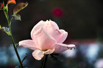 Beautiful pink rose with soft blurred focus. Pink rose on green background for Valentine Day