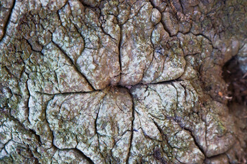 Abstraction in tree bark