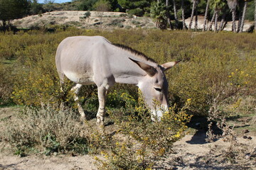 âne de somalie au zoo