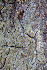 Abstraction in tree bark