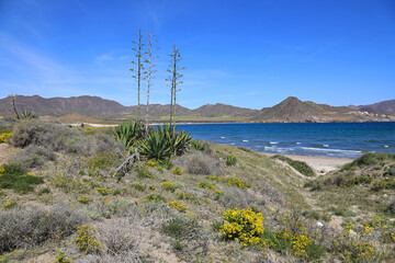 playa genoveses almería primavera azul 4M0A1572-as20