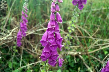 Flor no jardim do Caminho de Santiago / Espanha