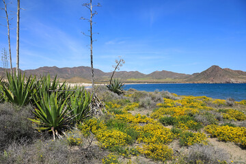 playa genoveses almería primavera azul 4M0A1599-as20