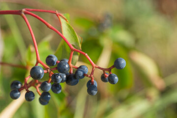 Small blue fruits of Parthenocissus. Ornamental climbing plant. Gardening and landscape design.