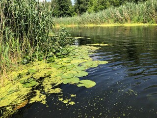 pond in the park