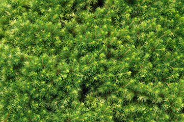 natural green background: thick soft needles