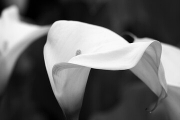 Calla Lilly in Black and White