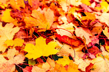 Orange yellow maple leaves background. Creative autumn background of fallen yellow and orange leaves in the forest. Seasonal concept. Orange maple leaf fall on ground in autumn in Latvia.