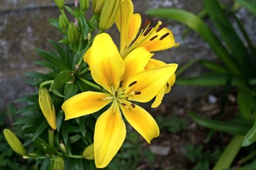 Flor em um jardim na trilha do Caminho de Santiago / Espanha
