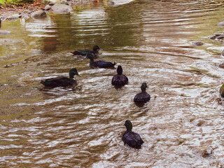 East Indies ducks or labradors ducks pairs, their emarald green and black feathers, swimming and diving, head underwater, feeding along a small stream
