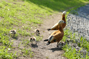 orange duck in summer park