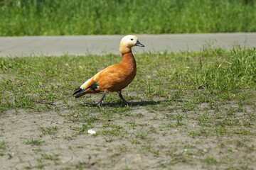 orange duck in summer park