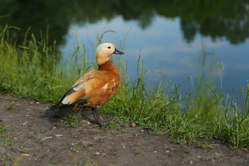 orange duck in summer park