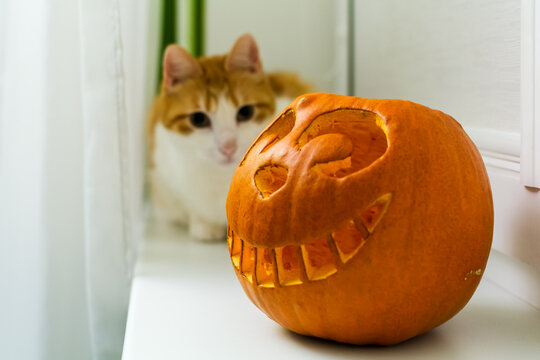 The Cheshire Cat shape carved pumpkin with out of focus red cat sitting in the background. Halloween Pumpkin on window sill with cat. Wide smiling Jack O Lantern halloween pumpkin.
