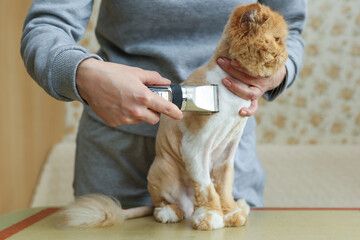 the groomer's hands trim the cat