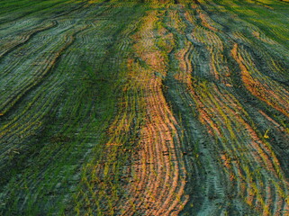 green field, sown field, seeded field at sunset