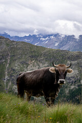 Kuh in den Bergen
