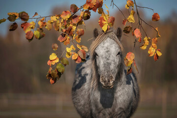 Portrait of appaloosa pony in autumn