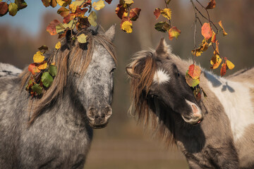 Two little ponies under the tree in autumn
