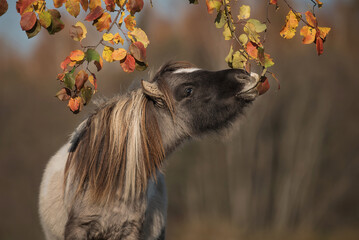 Little pony playing with leaves on the branch in autumn - Powered by Adobe