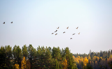 Migrating birds flying towards south against blue sky.