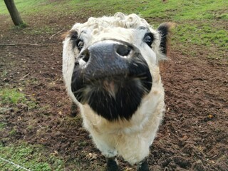 Weiße Kuh mit schwarzen Ohren schaut eingeschnappt, beleidigt - süße Kuh, liebe Tiergrüße