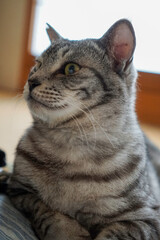 サバトラ猫