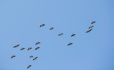Migrating birds flying towards south against blue sky.