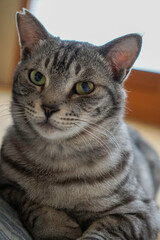 Obraz premium サバトラ猫