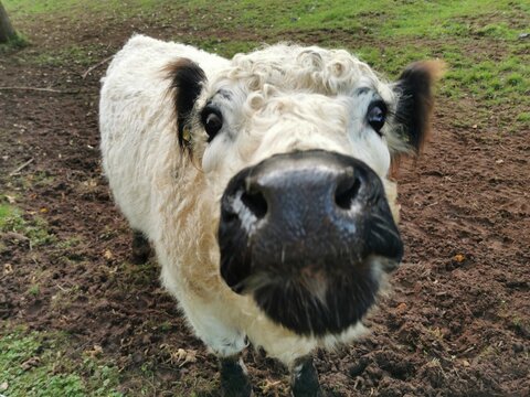 Eine Kuh mit Hundeblick - wei&szlig;e Kuh bettelt, schaut eingeschnappt. Lustige Tiere