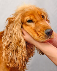 English Cocker Spaniel head close-up. hands hold the dog's head.