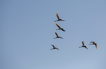 Fototapeta na wymiar Migrating birds flying towards south against blue sky.