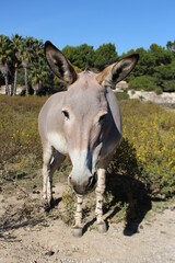 âne de somalie
