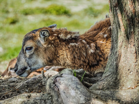 Portrait of cameroon sheep lying under the tree