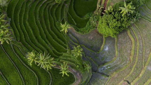 Aerial drone view Tibiao Rice Terraces near the river. Tibiao, Antique, Philippines