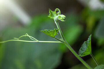 shoots and tendrils of fresh pumpkin plants