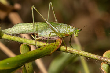 Curve tailed bush katydid - Scudderia curvicauda