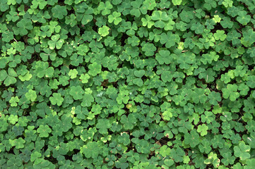 greenery in the forest: dense hare cabbage close