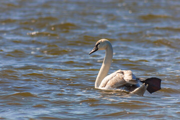 swan