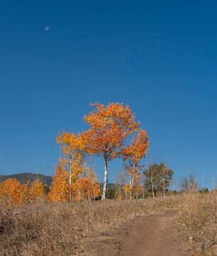 Orange and Gold Aspen Tree with Waning Moon in Blue Sky