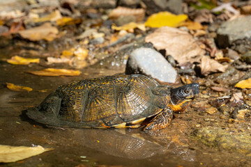 Fototapeta premium Wood turtle - Glyptemys insculpta